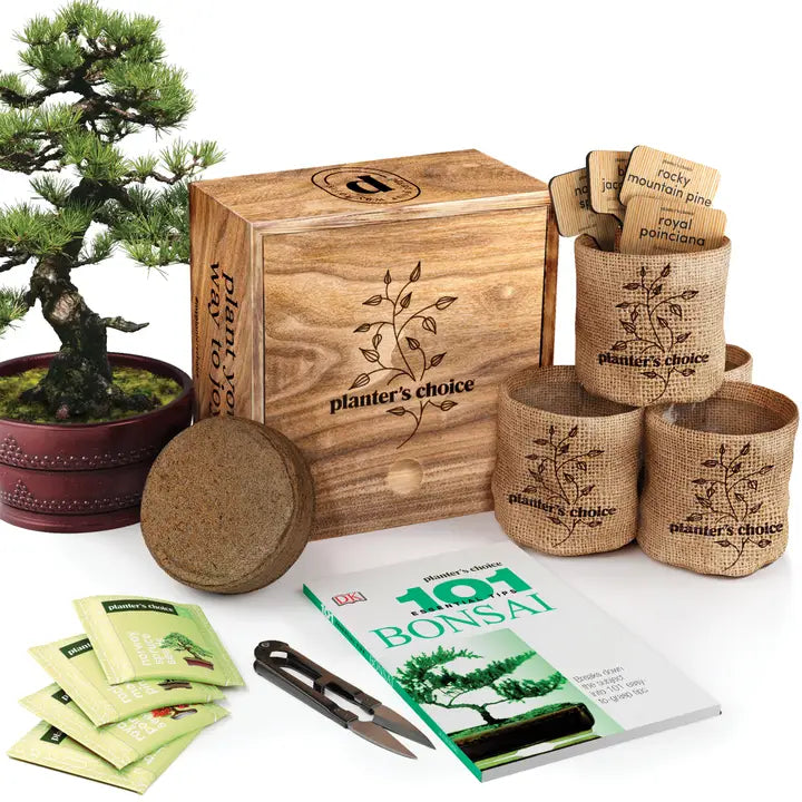 Bonsai Tree Growing Kit - Grow 4 Varieties, photo 1 of 9