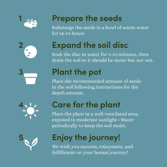 Bonsai Tree Growing Kit - Grow 4 Varieties, photo 2 of 9