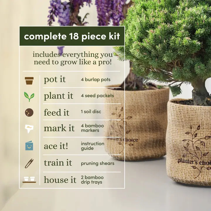 Bonsai Tree Growing Kit - Grow 4 Varieties, photo 3 of 9