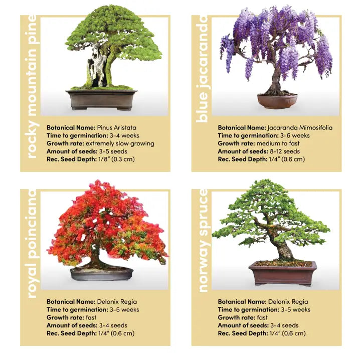 Bonsai Tree Growing Kit - Grow 4 Varieties, photo 4 of 9
