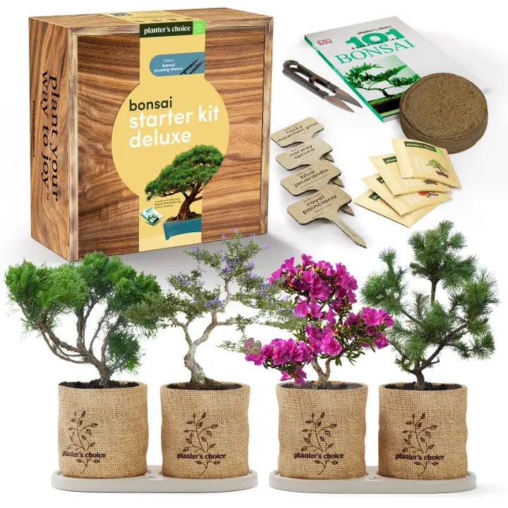Bonsai Tree Growing Kit - Grow 4 Varieties, photo 5 of 9