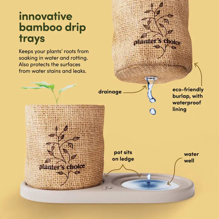Bonsai Tree Growing Kit - Grow 4 Varieties, photo 8 of 9