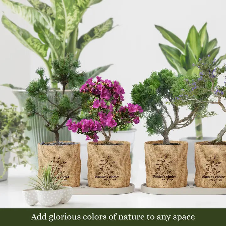 Bonsai Tree Growing Kit - Grow 4 Varieties, photo 9 of 9